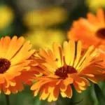 Calendula officinalis