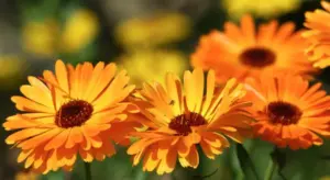 Calendula officinalis